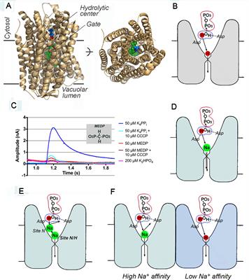 Energy Coupling in Cation-Pumping Pyrophosphatase—Back to Mitchell